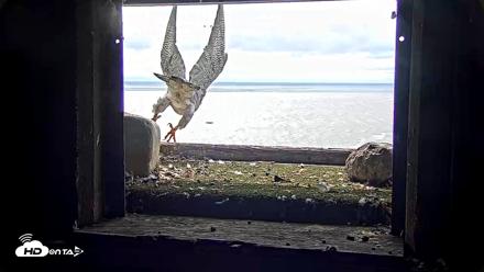 Briess Falcons Live Nest Cam - Sep 20, 2026, 11:35am CDT