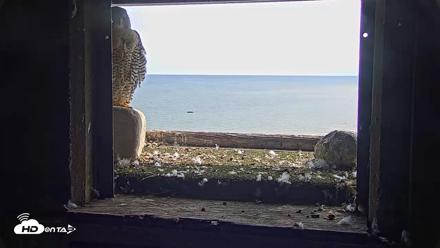 Briess Falcons Live Nest Cam - Sep 14, 2026, 2:14pm CDT