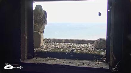 Briess Falcons Live Nest Cam - Jul 25, 2026, 3:42pm CDT