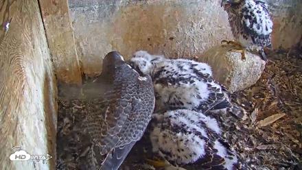 Briess Falcons Live Nest Cam - Jun 2, 2026, 11:19am CDT