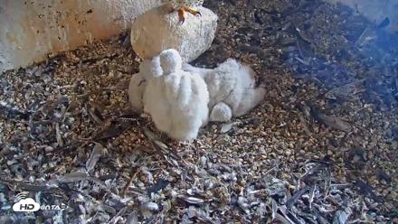 Briess Falcons Live Nest Cam - May 20, 2026, 9:09am CDT
