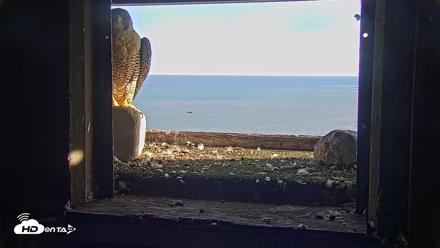 Briess Falcons Live Nest Cam - Sep 24, 2026, 5:01pm CDT