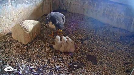 Briess Falcons Live Nest Cam - May 8, 2026, 3:51pm CDT