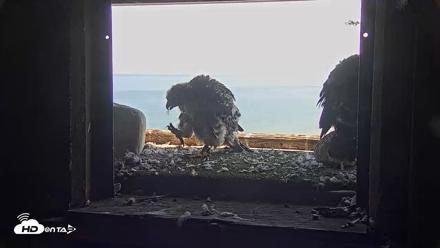 Briess Falcons Live Nest Cam - Jun 6, 2026, 3:54pm CDT