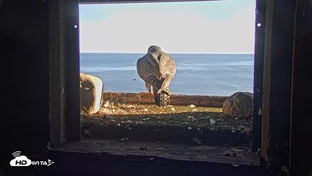 Briess Falcons Live Nest Cam - Oct 2, 2026, 5:00pm CDT