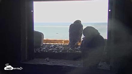 Briess Falcons Live Nest Cam - Jun 12, 2026, 10:20am CDT