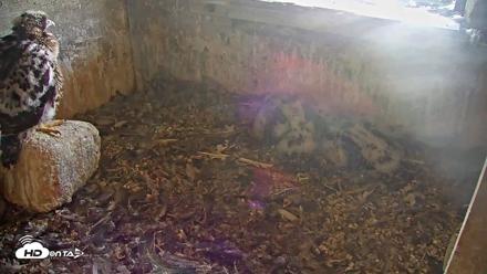 Briess Falcons Live Nest Cam - Jun 3, 2026, 7:42am CDT