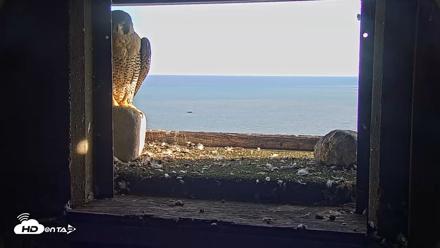 Briess Falcons Live Nest Cam - Sep 24, 2026, 5:06pm CDT