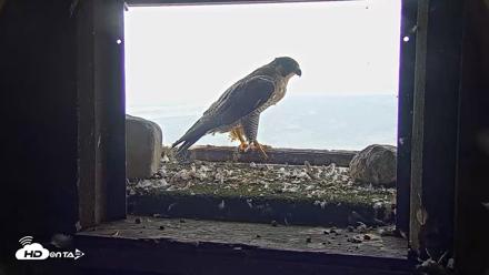 Briess Falcons Live Nest Cam - Jul 31, 2026, 8:49am CDT
