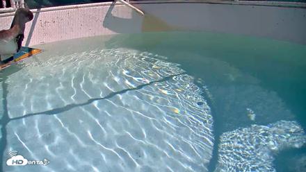 Bird Rehabilitation Pool Live Webcam - Sep 9, 2026, 11:31am PDT