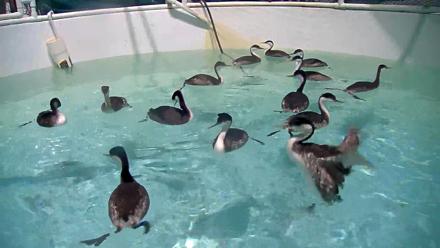 Bird Rehabilitation Pool Live Webcam - Nov 22, 2025, 5:58pm PST