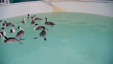 Bird Rehabilitation Pool Live Webcam - Nov 11, 2025, 11:07am PST