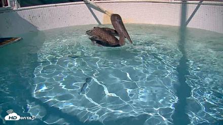 Bird Rehabilitation Pool Live Webcam - Sep 1, 2026, 3:11pm PDT