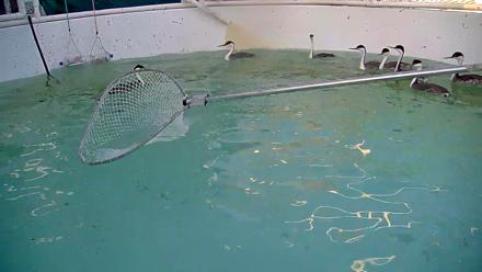 Bird Rehabilitation Pool Live Webcam - Feb 20, 2026, 4:54pm PST