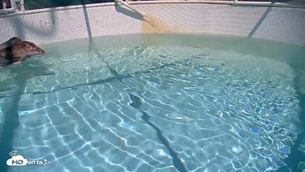 Bird Rehabilitation Pool Live Webcam - Sep 11, 2026, 1:42pm PDT