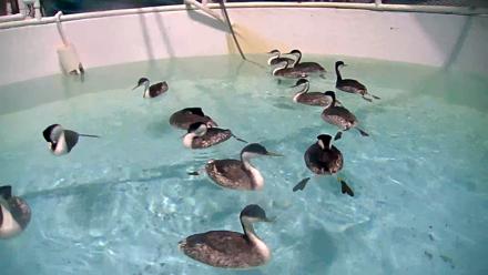 Bird Rehabilitation Pool Live Webcam - Dec 1, 2025, 7:52pm PST