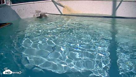 Bird Rehabilitation Pool Live Webcam - Sep 1, 2026, 3:13pm PDT
