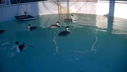 Bird Rehabilitation Pool Live Webcam - Nov 9, 2025, 3:52pm PST