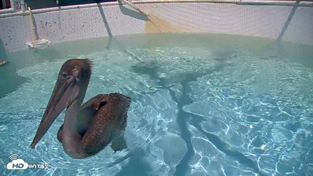 Bird Rehabilitation Pool Live Webcam - Aug 12, 2026, 2:21pm PDT