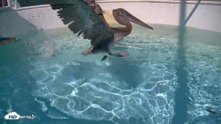 Bird Rehabilitation Pool Live Webcam - Sep 1, 2026, 3:11pm PDT