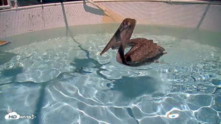 Bird Rehabilitation Pool Live Webcam - Aug 14, 2026, 1:47pm PDT