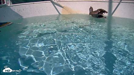 Bird Rehabilitation Pool Live Webcam - Sep 1, 2026, 3:11pm PDT