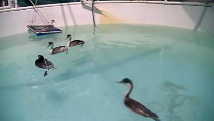 Bird Rehabilitation Pool Live Webcam - Nov 8, 2025, 5:32pm PST