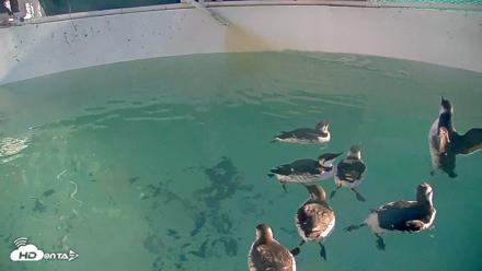 Bird Rehabilitation Pool Live Webcam - Oct 14, 2026, 8:33am PDT