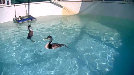 Bird Rehabilitation Pool Live Webcam - Nov 7, 2025, 12:00pm PST