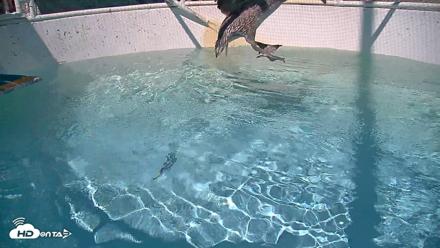 Bird Rehabilitation Pool Live Webcam - Sep 1, 2026, 3:13pm PDT