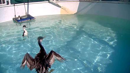 Bird Rehabilitation Pool Live Webcam - Nov 7, 2025, 12:00pm PST