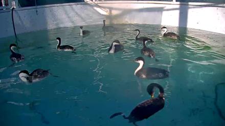 Bird Rehabilitation Pool Live Webcam - Feb 4, 2026, 4:01pm PST