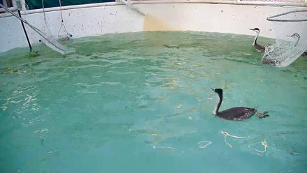Bird Rehabilitation Pool Live Webcam - Feb 20, 2026, 4:56pm PST