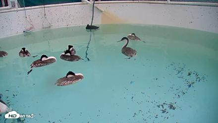 Bird Rehabilitation Pool Live Webcam - Apr 10, 2026, 11:52am PDT