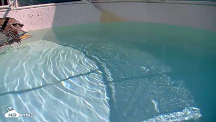 Bird Rehabilitation Pool Live Webcam - Sep 9, 2026, 10:35am PDT