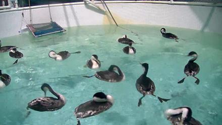 Bird Rehabilitation Pool Live Webcam - Nov 14, 2025, 8:53pm PST