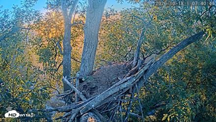 Dulles Greenway Eagles Nest Live Cam - Oct 18, 2026, 7:34am EDT