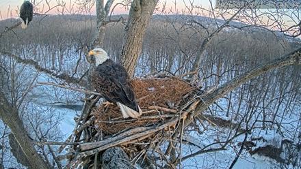 Dulles Greenway Eagles Nest Live Cam - Feb 10, 2026, 5:36pm EST