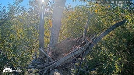 Dulles Greenway Eagles Nest Live Cam - Oct 18, 2026, 8:12am EDT