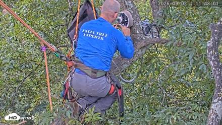 Dulles Greenway Eagles Nest Live Cam - Sep 3, 2026, 11:42am EDT