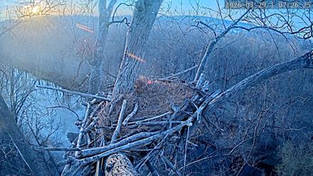 Dulles Greenway Eagles Nest Live Cam - Mar 29, 2026, 7:21am EDT
