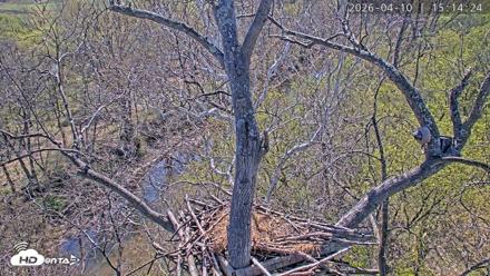 Dulles Greenway Eagles Nest Live Cam - Apr 10, 2026, 3:10pm EDT