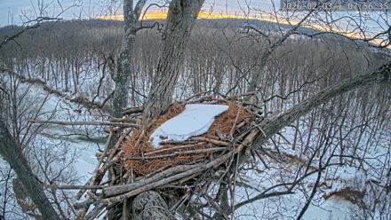 Dulles Greenway Eagles Nest Live Cam - Feb 3, 2026, 7:51am EST