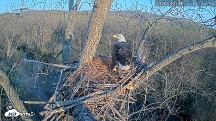Dulles Greenway Eagles Nest Live Cam - Apr 10, 2026, 6:51pm EDT