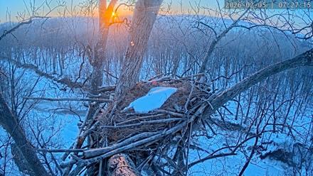 Dulles Greenway Eagles Nest Live Cam - Feb 5, 2026, 7:22am EST