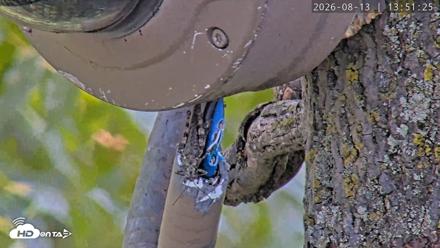 Dulles Greenway Eagles Nest Live Cam - Aug 13, 2026, 1:46pm EDT