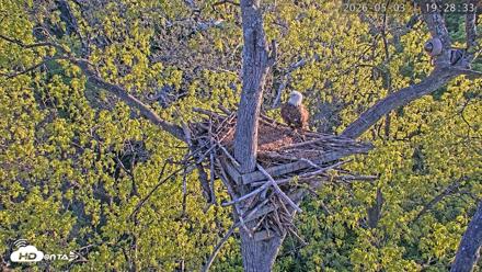Dulles Greenway Eagles Nest Live Cam - May 3, 2026, 7:24pm EDT