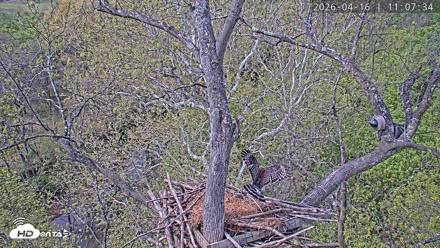 Dulles Greenway Eagles Nest Live Cam - Apr 16, 2026, 11:03am EDT