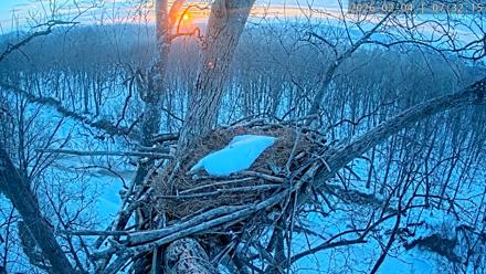 Dulles Greenway Eagles Nest Live Cam - Feb 4, 2026, 7:27am EST