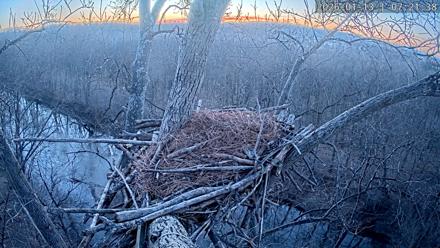 Dulles Greenway Eagles Nest Live Cam - Jan 13, 2026, 7:16am EST